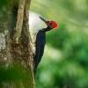 Datel indomalajsky - Dryocopus javensis - White-bellied Woodpecker o0314